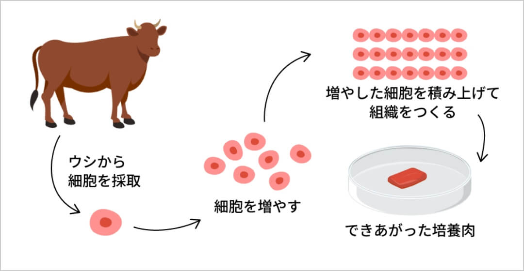 培養肉の流れ